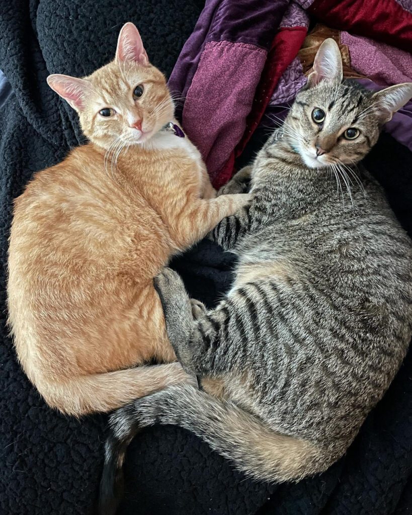 Two Cats Lying on a Blanket Facing Eachother
