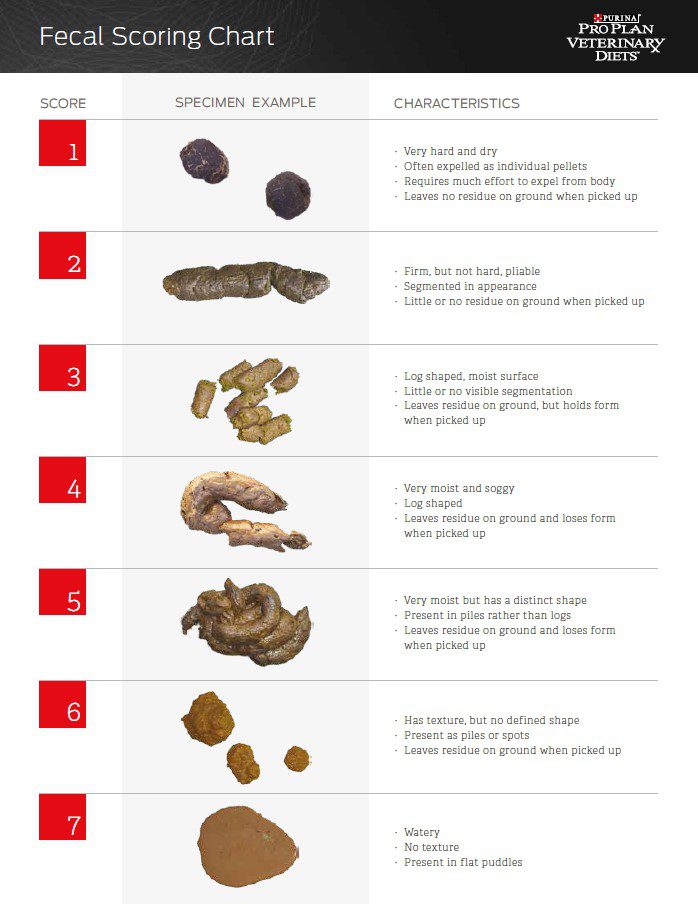 Fecal Scoring Chart for pets you own